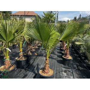 Mexická palma (Washingtonia Robusta)  – výška kmeňa: 30-40 cm, celková výška: 120-150 cm (-4°C) 
